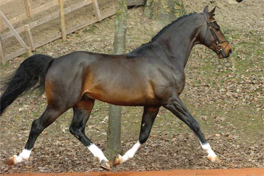 gavillero Sementales