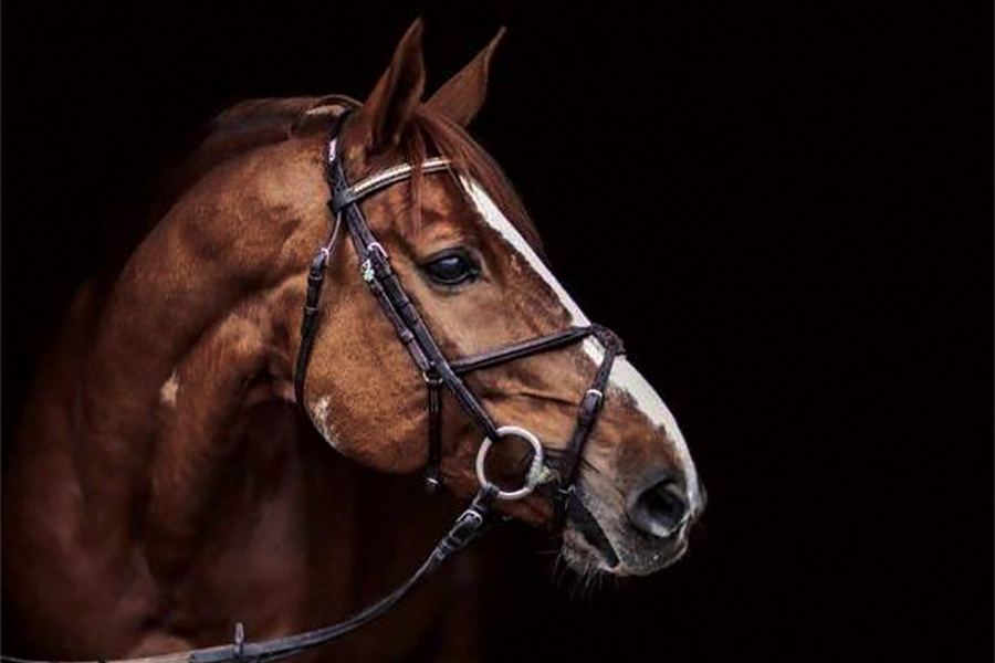 gavillero Sementales