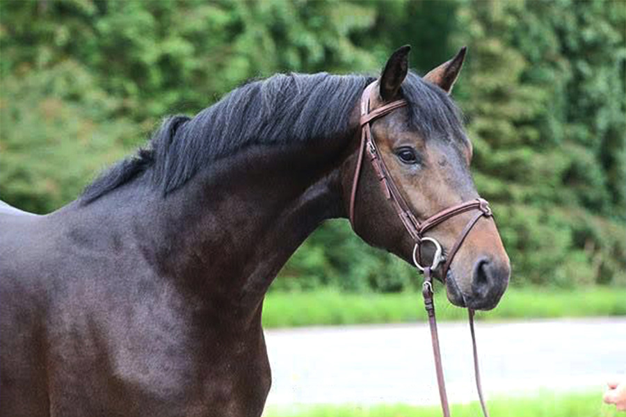 gavillero Sementales